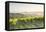 Vineyards near to Orveito, Umbria, Italy, Europe-Julian Elliott-Framed Premier Image Canvas