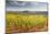 Vineyards Near to the Beaux Village De France of Vezelay in the Yonne Area-Julian Elliott-Mounted Photographic Print