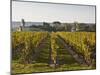 Vineyards Near to the Chateau of Chinon, Indre-Et-Loire, Loire Valley, France, Europe-Julian Elliott-Mounted Photographic Print
