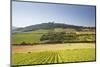 Vineyards Near to the Hilltop Village of Vezelay in the Yonne Area of Burgundy, France, Europe-Julian Elliott-Mounted Photographic Print