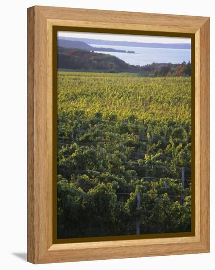 Vineyards Near Traverse City, Michigan, USA-Michael Snell-Framed Premier Image Canvas