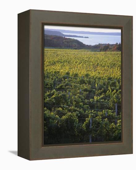 Vineyards Near Traverse City, Michigan, USA-Michael Snell-Framed Premier Image Canvas