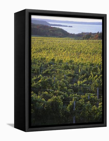 Vineyards Near Traverse City, Michigan, USA-Michael Snell-Framed Premier Image Canvas