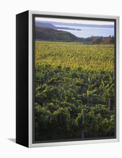 Vineyards Near Traverse City, Michigan, USA-Michael Snell-Framed Premier Image Canvas