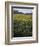 Vineyards Near Traverse City, Michigan, USA-Michael Snell-Framed Photographic Print