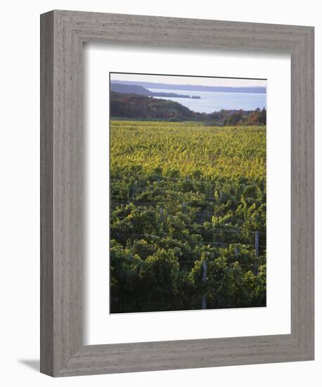 Vineyards Near Traverse City, Michigan, USA-Michael Snell-Framed Photographic Print