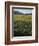 Vineyards Near Traverse City, Michigan, USA-Michael Snell-Framed Photographic Print