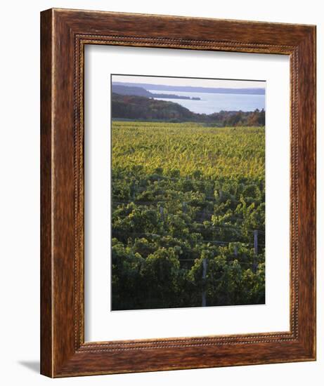 Vineyards Near Traverse City, Michigan, USA-Michael Snell-Framed Photographic Print