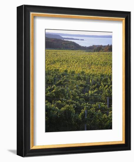 Vineyards Near Traverse City, Michigan, USA-Michael Snell-Framed Photographic Print