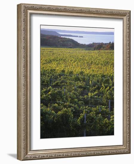 Vineyards Near Traverse City, Michigan, USA-Michael Snell-Framed Photographic Print