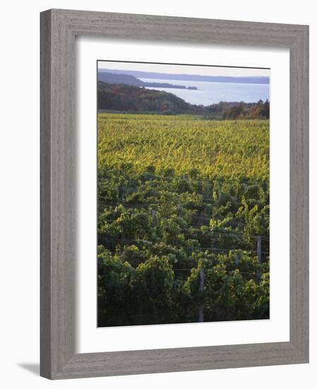 Vineyards Near Traverse City, Michigan, USA-Michael Snell-Framed Photographic Print