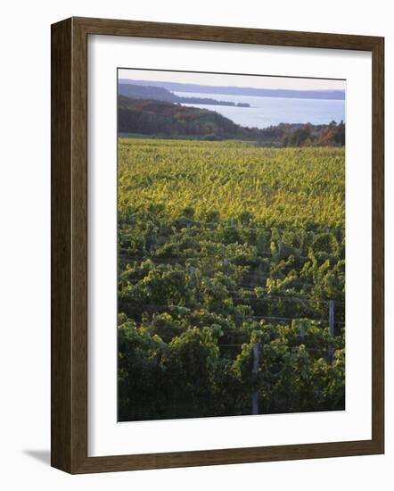 Vineyards Near Traverse City, Michigan, USA-Michael Snell-Framed Photographic Print