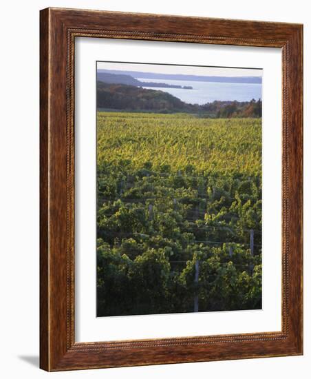 Vineyards Near Traverse City, Michigan, USA-Michael Snell-Framed Photographic Print