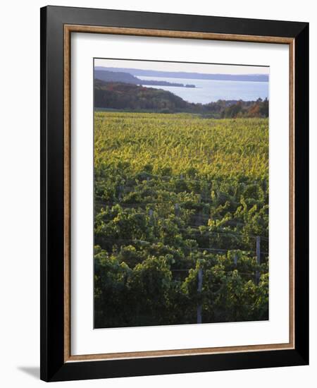 Vineyards Near Traverse City, Michigan, USA-Michael Snell-Framed Photographic Print