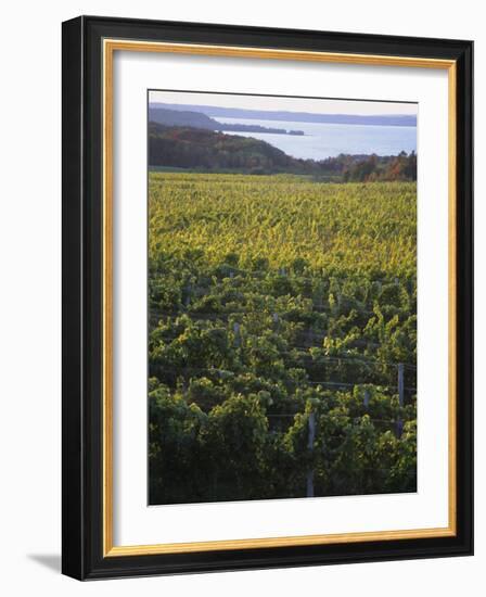 Vineyards Near Traverse City, Michigan, USA-Michael Snell-Framed Photographic Print