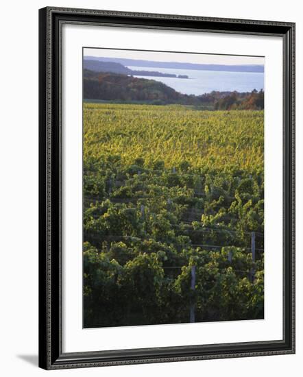 Vineyards Near Traverse City, Michigan, USA-Michael Snell-Framed Photographic Print