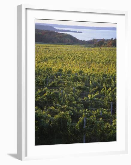 Vineyards Near Traverse City, Michigan, USA-Michael Snell-Framed Photographic Print