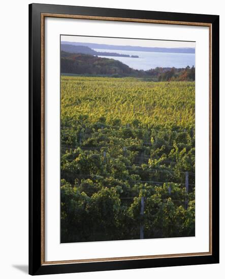 Vineyards Near Traverse City, Michigan, USA-Michael Snell-Framed Photographic Print