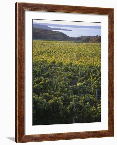 Vineyards Near Traverse City, Michigan, USA-Michael Snell-Framed Photographic Print