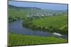 Vineyards near Trittenheim, Moselle Valley, Rhineland-Palatinate, Germany, Europe-Hans-Peter Merten-Mounted Photographic Print