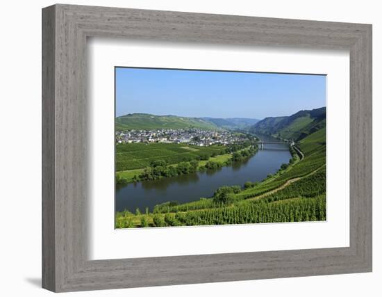 Vineyards near Trittenheim, Moselle Valley, Rhineland-Palatinate, Germany, Europe-Hans-Peter Merten-Framed Photographic Print