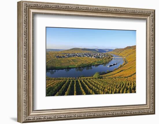 Vineyards near Trittenheim, Moselle Valley, Rhineland-Palatinate, Germany, Europe-Hans-Peter Merten-Framed Photographic Print