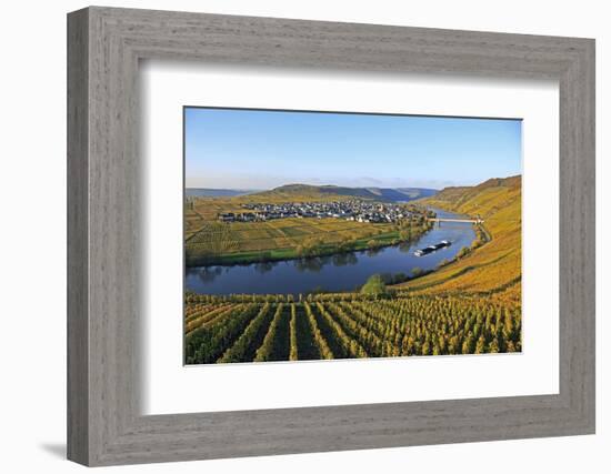 Vineyards near Trittenheim, Moselle Valley, Rhineland-Palatinate, Germany, Europe-Hans-Peter Merten-Framed Photographic Print