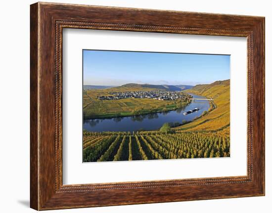 Vineyards near Trittenheim, Moselle Valley, Rhineland-Palatinate, Germany, Europe-Hans-Peter Merten-Framed Photographic Print