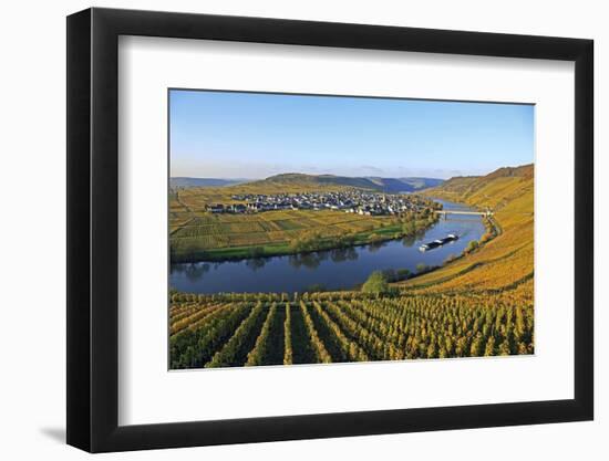 Vineyards near Trittenheim, Moselle Valley, Rhineland-Palatinate, Germany, Europe-Hans-Peter Merten-Framed Photographic Print