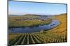 Vineyards near Trittenheim, Moselle Valley, Rhineland-Palatinate, Germany, Europe-Hans-Peter Merten-Mounted Photographic Print