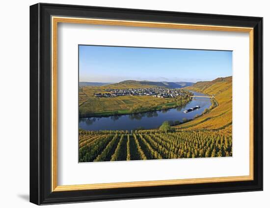 Vineyards near Trittenheim, Moselle Valley, Rhineland-Palatinate, Germany, Europe-Hans-Peter Merten-Framed Photographic Print