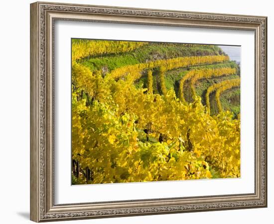 Vineyards Near Village Spitz in Wachau, Austria-Martin Zwick-Framed Photographic Print