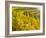 Vineyards Near Village Spitz in Wachau, Austria-Martin Zwick-Framed Photographic Print