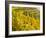 Vineyards Near Village Spitz in Wachau, Austria-Martin Zwick-Framed Photographic Print