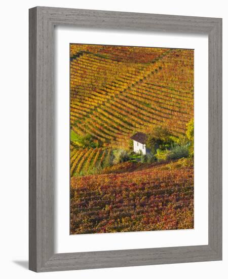 Vineyards, Nr Alba, Langhe, Piedmont (or Piemonte or Piedmonte), Italy-Peter Adams-Framed Photographic Print