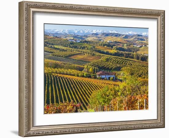 Vineyards, Nr Alba, Langhe, Piedmont (or Piemonte or Piedmonte), Italy-Peter Adams-Framed Photographic Print