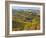 Vineyards, Nr Alba, Langhe, Piedmont (or Piemonte or Piedmonte), Italy-Peter Adams-Framed Photographic Print