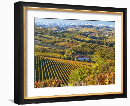 Vineyards, Nr Alba, Langhe, Piedmont (or Piemonte or Piedmonte), Italy-Peter Adams-Framed Photographic Print