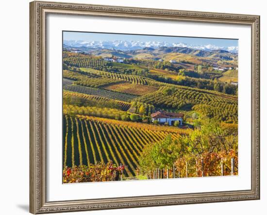 Vineyards, Nr Alba, Langhe, Piedmont (or Piemonte or Piedmonte), Italy-Peter Adams-Framed Photographic Print