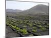 Vineyards of La Geria on Volcanic Ash of 1730S Eruptions, Lanzarote, Canary Islands-Tony Waltham-Mounted Photographic Print