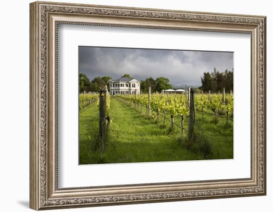 Vineyards of the Cambridge Road Winery-Stuart-Framed Photographic Print