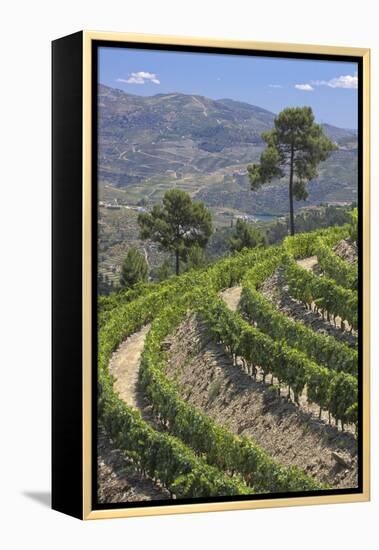 Vineyards of the Douro Valley, Pinhao, Portugal-Julie Eggers-Framed Premier Image Canvas