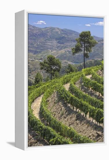 Vineyards of the Douro Valley, Pinhao, Portugal-Julie Eggers-Framed Premier Image Canvas