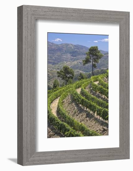 Vineyards of the Douro Valley, Pinhao, Portugal-Julie Eggers-Framed Photographic Print