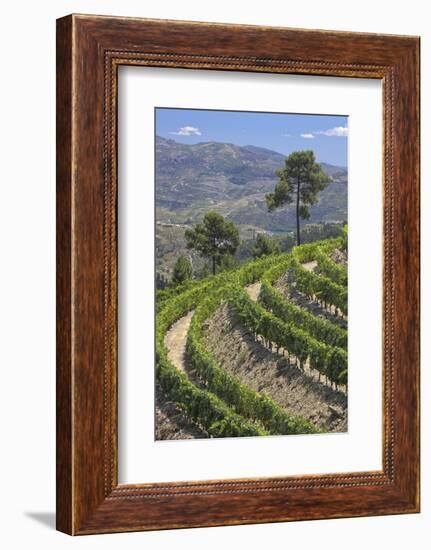 Vineyards of the Douro Valley, Pinhao, Portugal-Julie Eggers-Framed Photographic Print