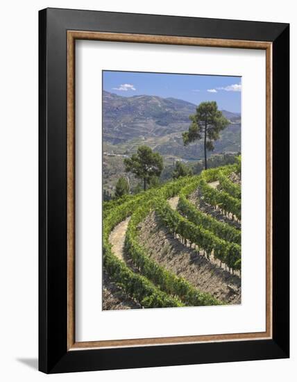 Vineyards of the Douro Valley, Pinhao, Portugal-Julie Eggers-Framed Photographic Print
