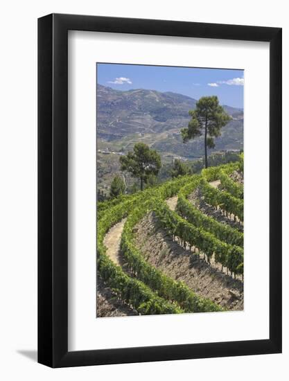 Vineyards of the Douro Valley, Pinhao, Portugal-Julie Eggers-Framed Photographic Print