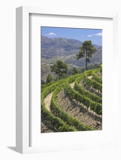 Vineyards of the Douro Valley, Pinhao, Portugal-Julie Eggers-Framed Photographic Print