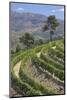 Vineyards of the Douro Valley, Pinhao, Portugal-Julie Eggers-Mounted Photographic Print