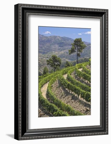 Vineyards of the Douro Valley, Pinhao, Portugal-Julie Eggers-Framed Photographic Print